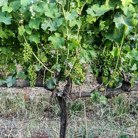 I Debbi * ビッボーナ