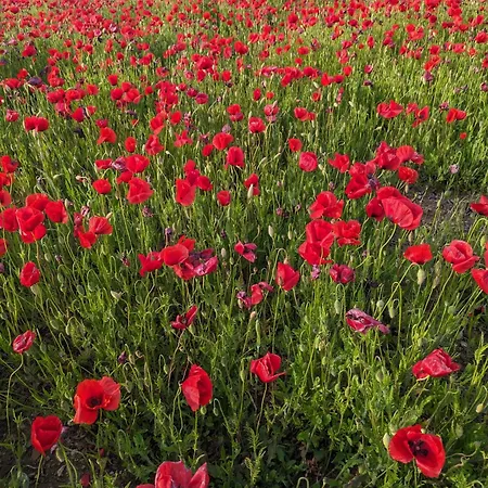 مزرعة للإقامة I Debbi *